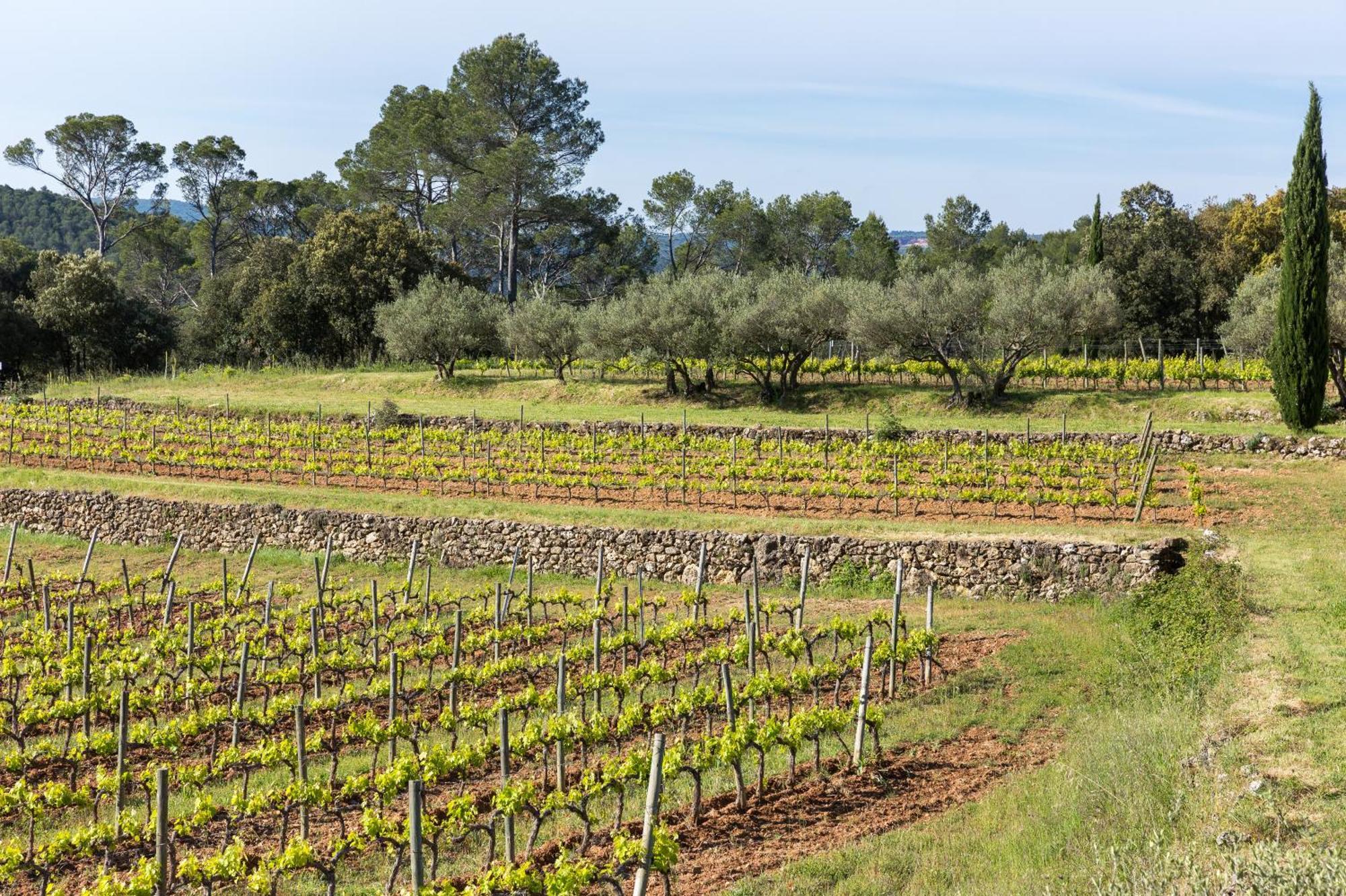 Domaine Du Clos D'Alari-Chambres D'Hotes Au Milieu Des Vignes Saint-Antonin-du-Var Exterior photo